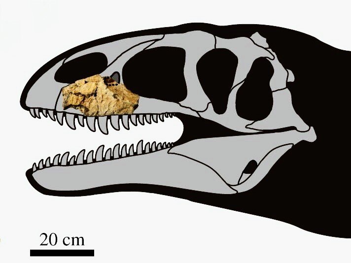 Фрагмент челюстной кости, который помог ученым определить размеры нового верхового аллозавра.