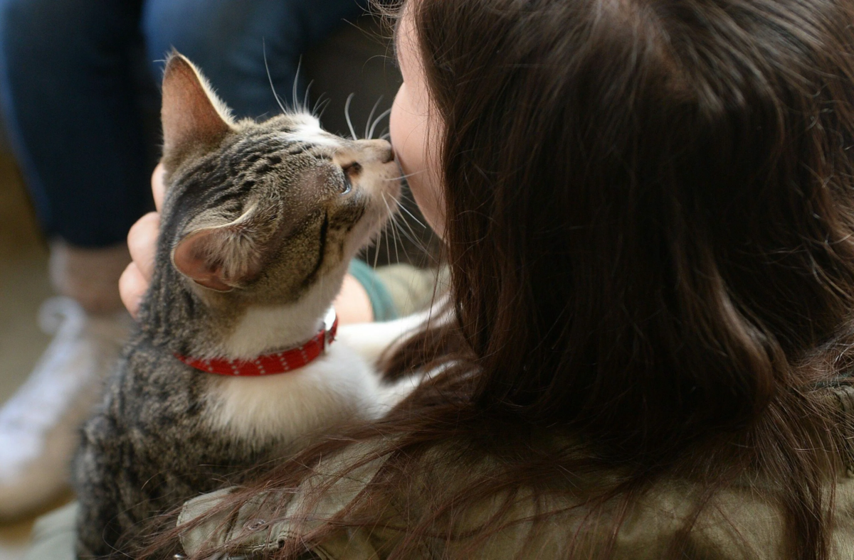 😾Что делать, если вы взяли кошку с улицы, а она очень пугливая | Нос,  хвост, лапы | Дзен