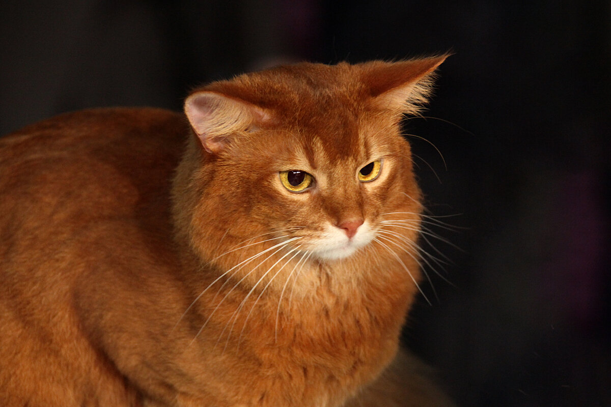 Когда сомали поселится в доме, шлягер «Ни минуты покоя» превратится в девиз. 