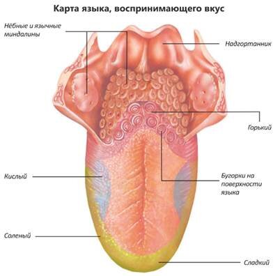 Сладкий, горький, соленый, кислый и умами. Почему эти вкусы имеют над нами такую власть.