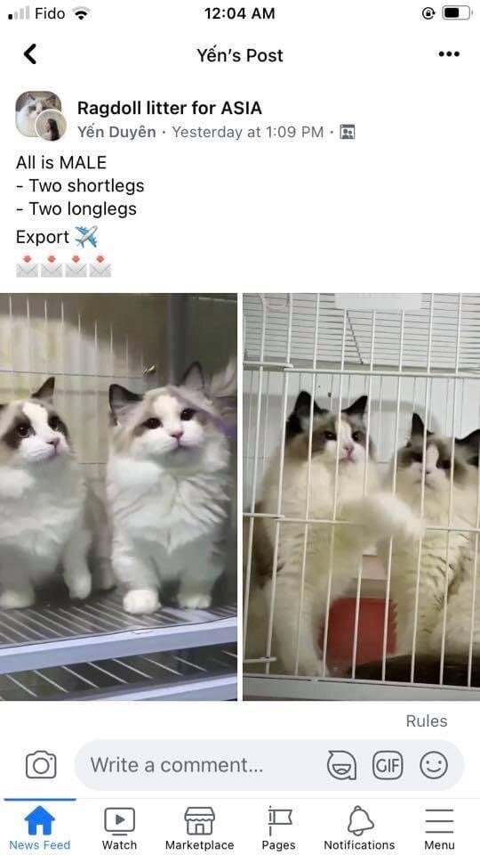 "Две коротколапки, две длиннолапки"... 