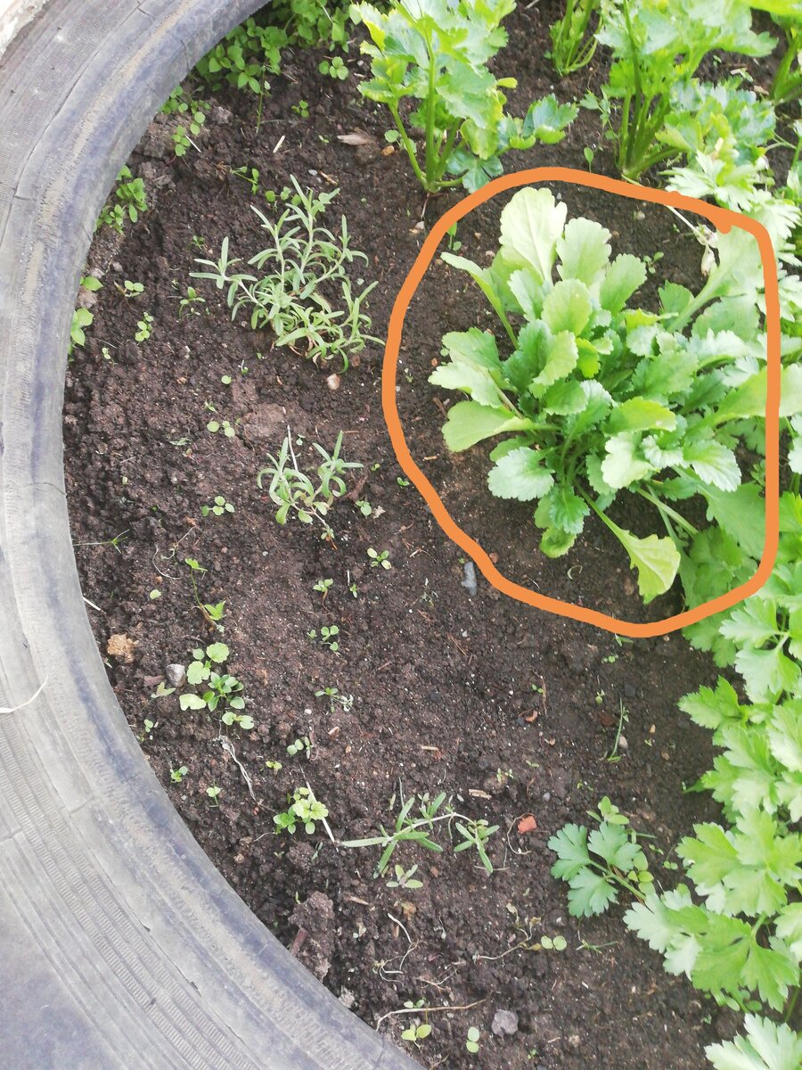 Такой кустик вырос с марта по 28 июля. Ему нисколько не мешали корневая петрушка и черешковый сельдерей. Так и рос он у нас до конца августа в колесе.