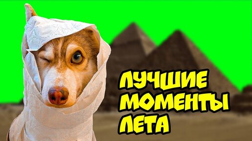 Download Video: ХАСКИ БУБЛИК ЛУЧШИЕ МОМЕНТЫ ЛЕТА (Mister Booble) Говорящая собака