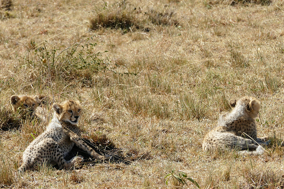 Котята гепарда.