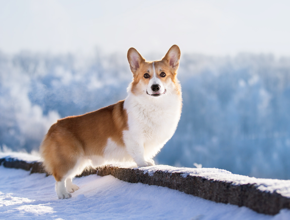 Из открытых источников.