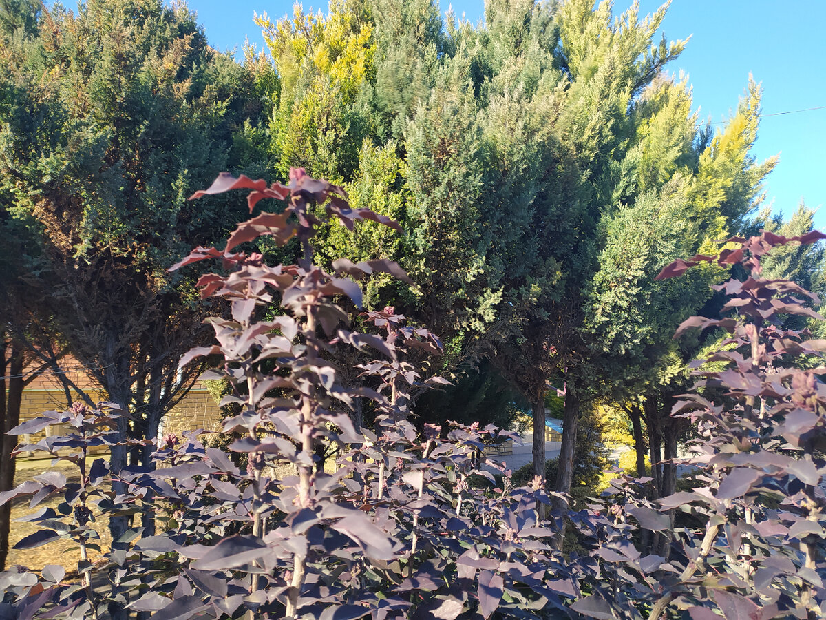 Фото автора жизнь в селе Магония скоро зацветет