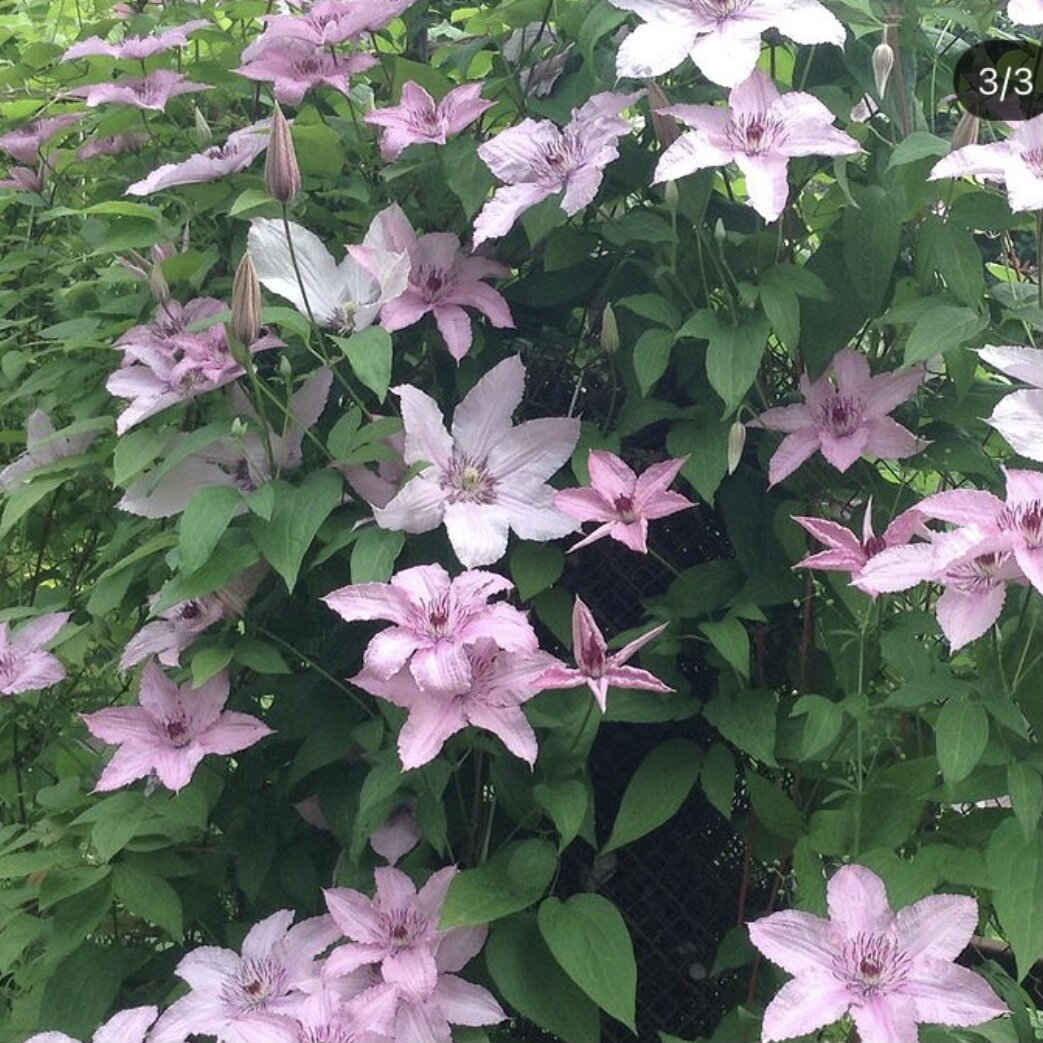 Клематис во время обильного цветения.