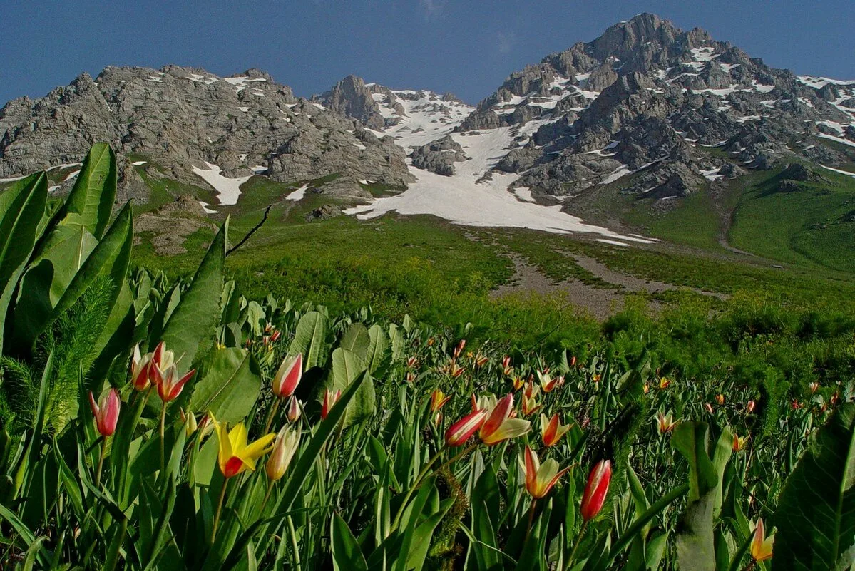 Весна в казахстане фото