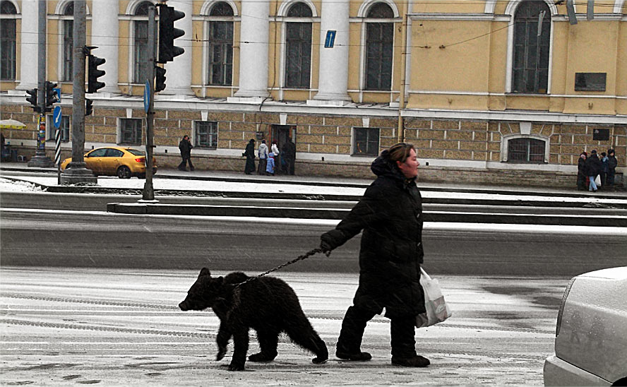 Гуляя пр. Медведь на улице. Медведи на улицах России. Медведь на улице города. Медведи по улицам России.