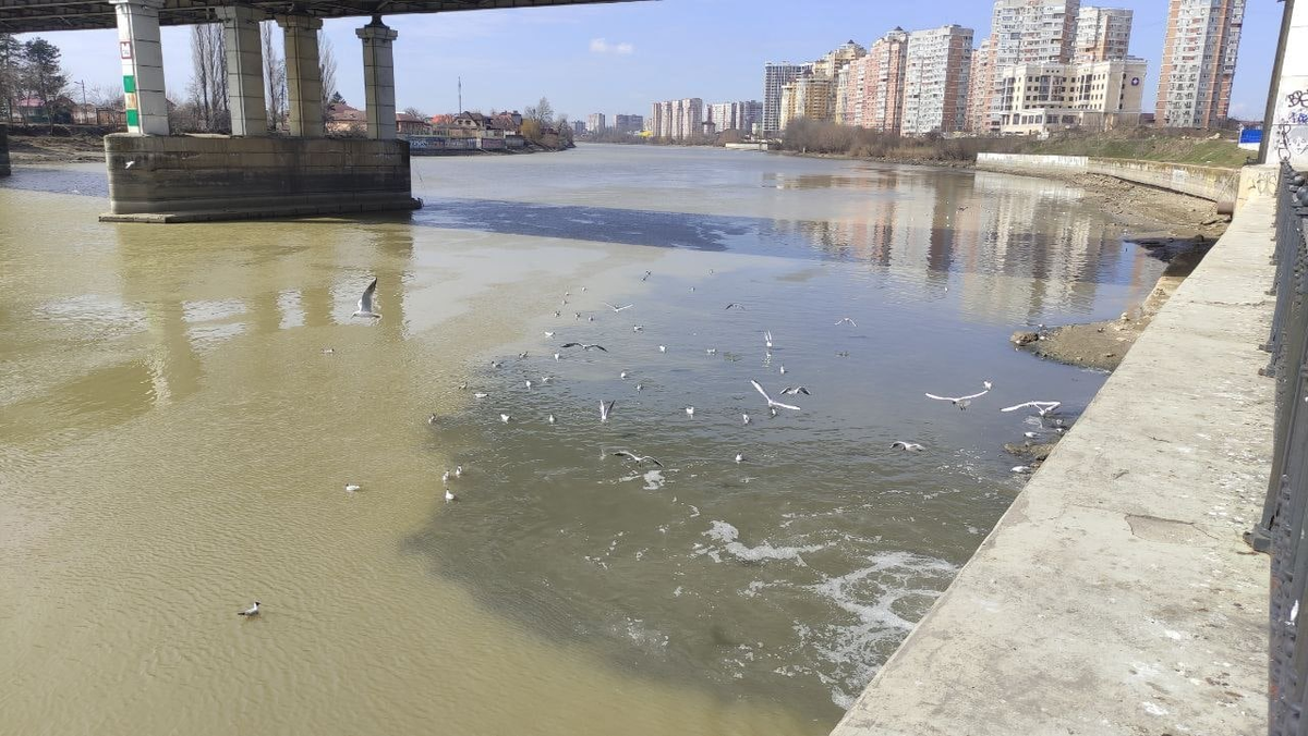 Река Кубань Краснодар загрязненная. Река Кубань загрязнена. Кубанская набережная 2022. Под мостом. Уровень воды в реке кубань в краснодаре