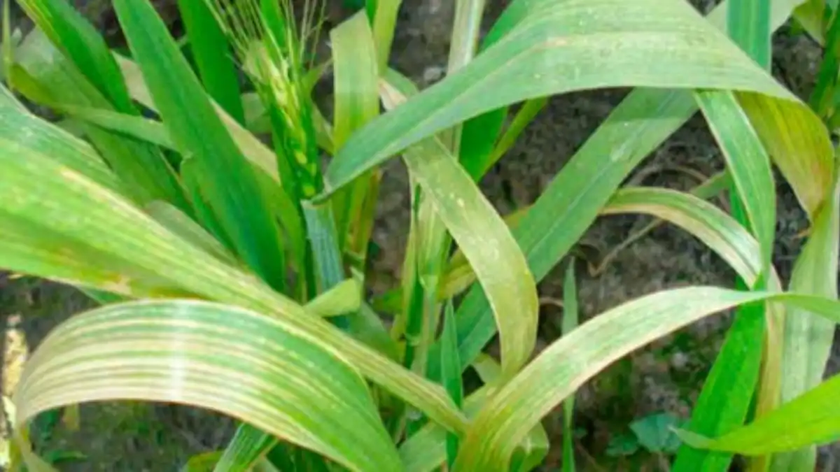 Фото:Г. Сафрановская    Симптомы марганцевого голодания.  