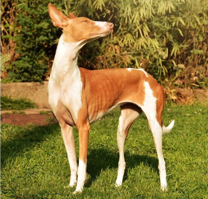 Большой поденко андалуз (Фото: https://windhundhilfe.de/ehemaligenmenuepunkt/herrliche-ohren-2)