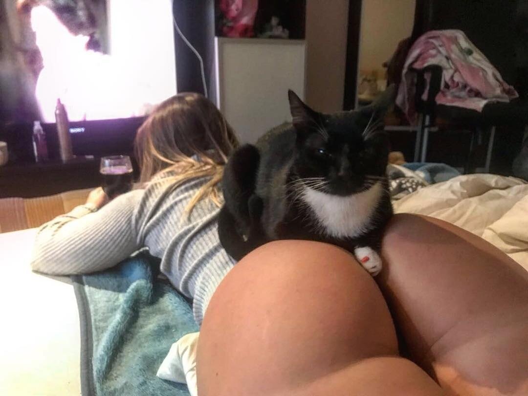 смешные коты, приколы с животными, funny animals, коты, смешные животные, 