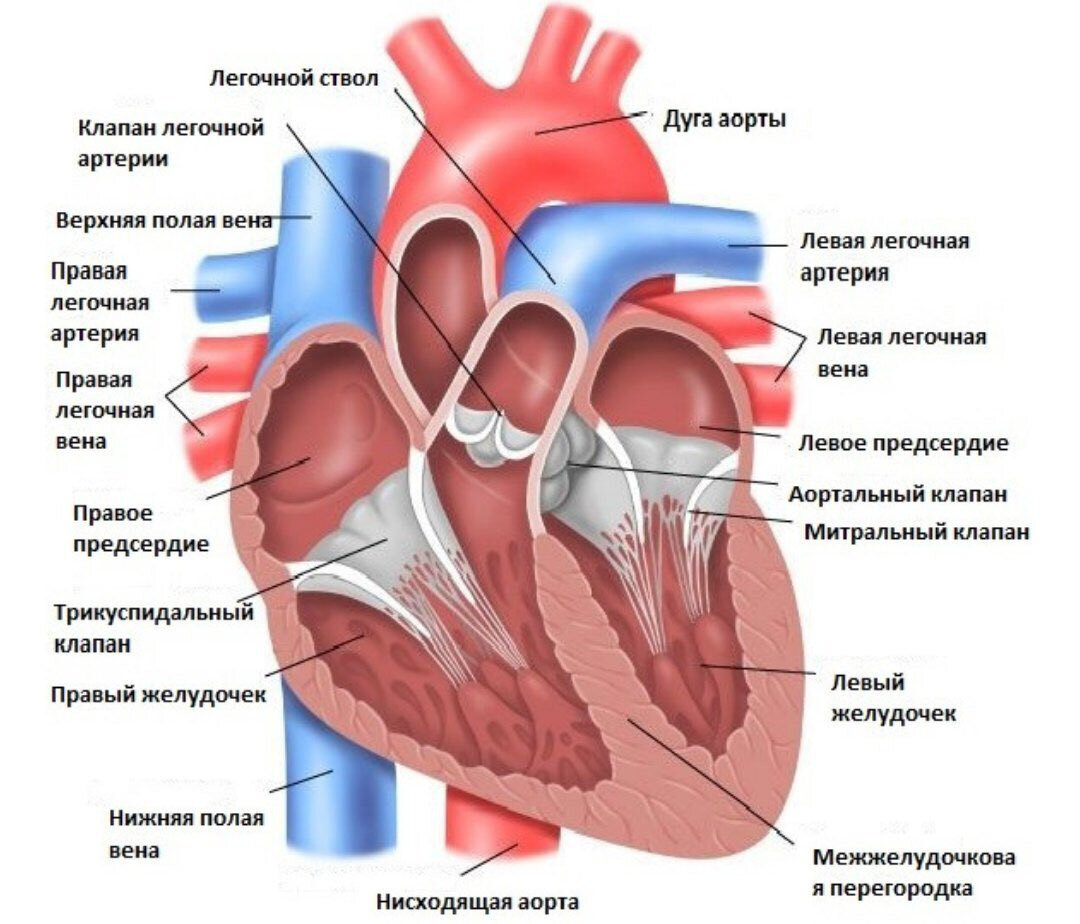 Клапаны между предсердиями и желудочками. Отверстие легочного ствола. Легочный ствол анатомия. Строение сердца анатомия клапан аорты. Полулунный клапан легочного ствола.