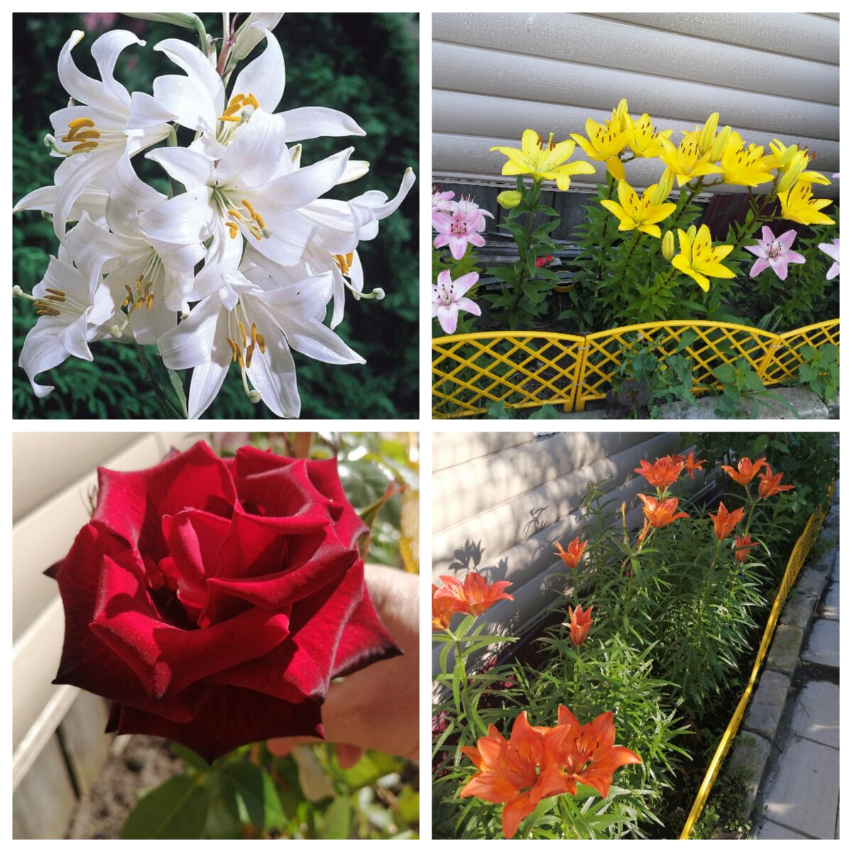 Мои многолетние цветы. 