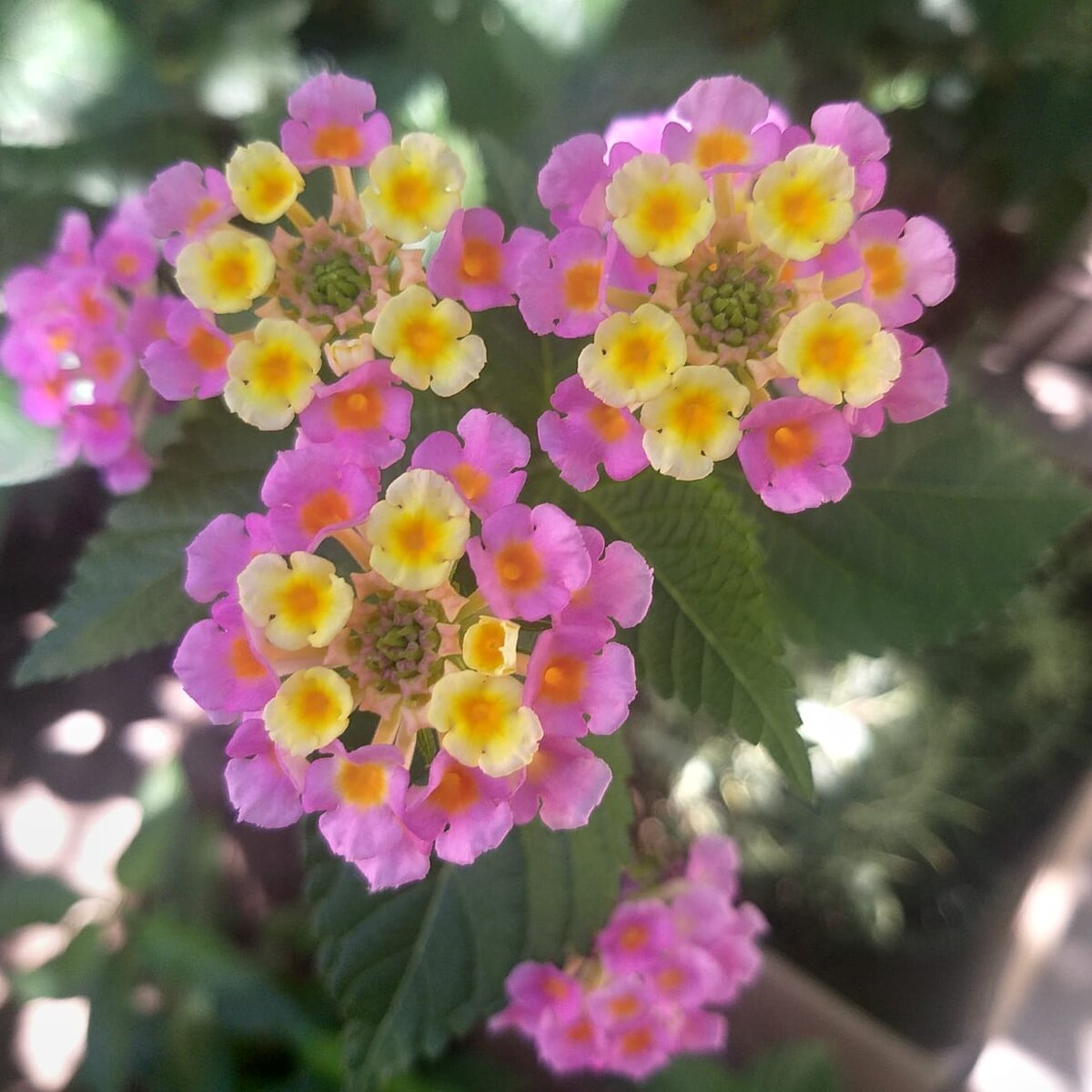 Лантаны в нашем саду