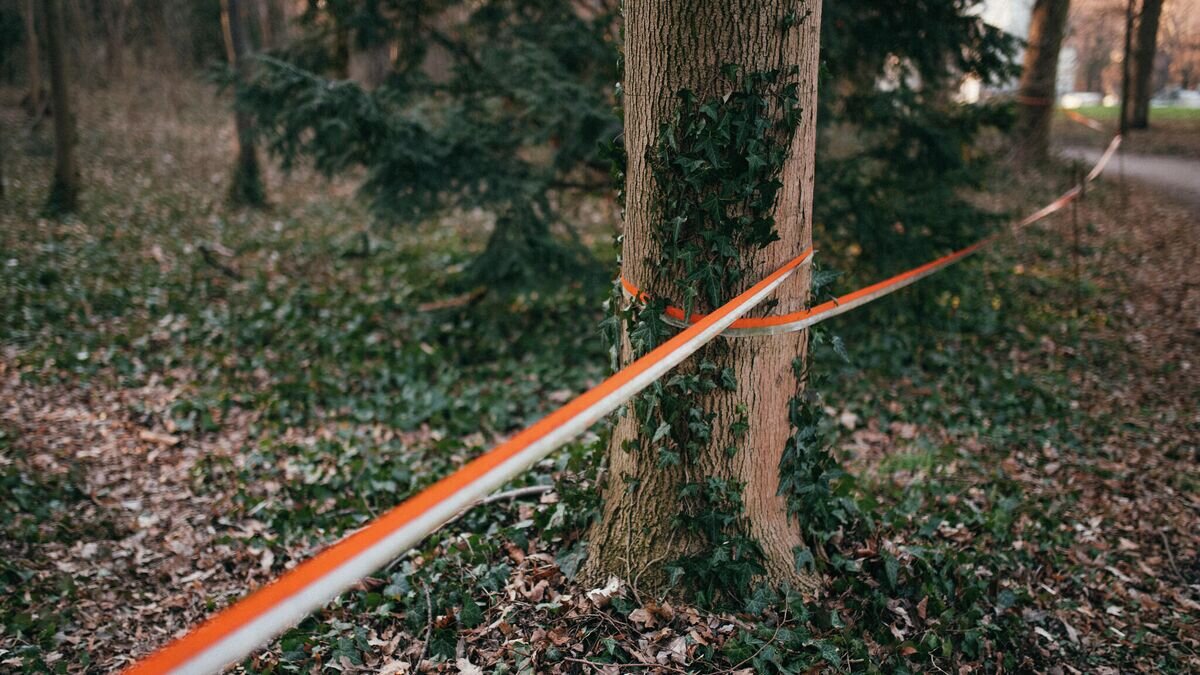    Сигнальная лента на деревьях в лесуCC BY 2.0 / Ivan Radic / Barricade tape wrapped around the trees in a park