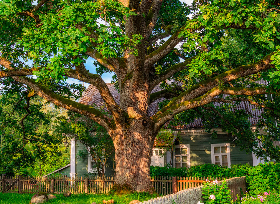 дом в поле. деревья у каждого дома. деревенский домик. деревенский пейзаж маслом. домик в деревне с березой.