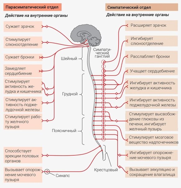 Заболевания вегетативной нервной системы