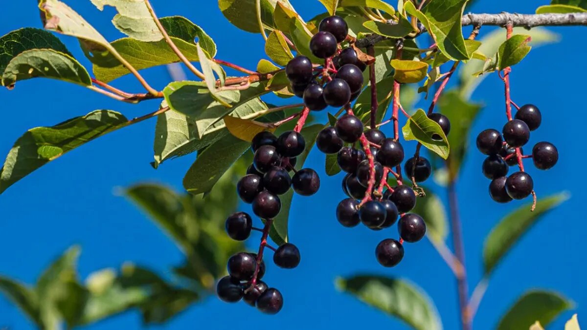 В этот праздник собирали черемуху. Фото: pxhere.com