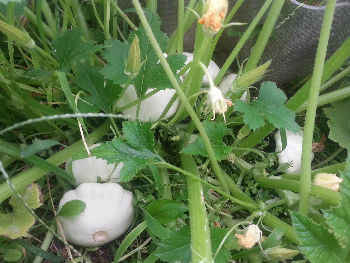 мой патиссон, хотя гугл упорно думает что это Роберт Паттинсон