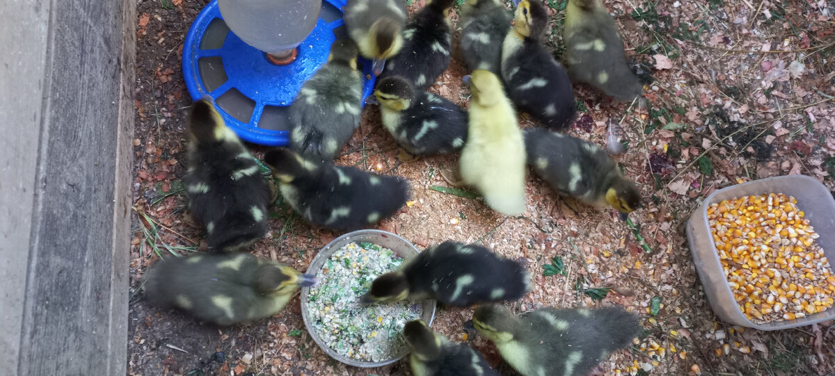 Аппетит зверский))) Здесь им ровно неделя. Зерно стоит для мам-уток