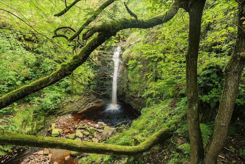 Самурский лес, источник фото - сайт https://clck.ru/32myri