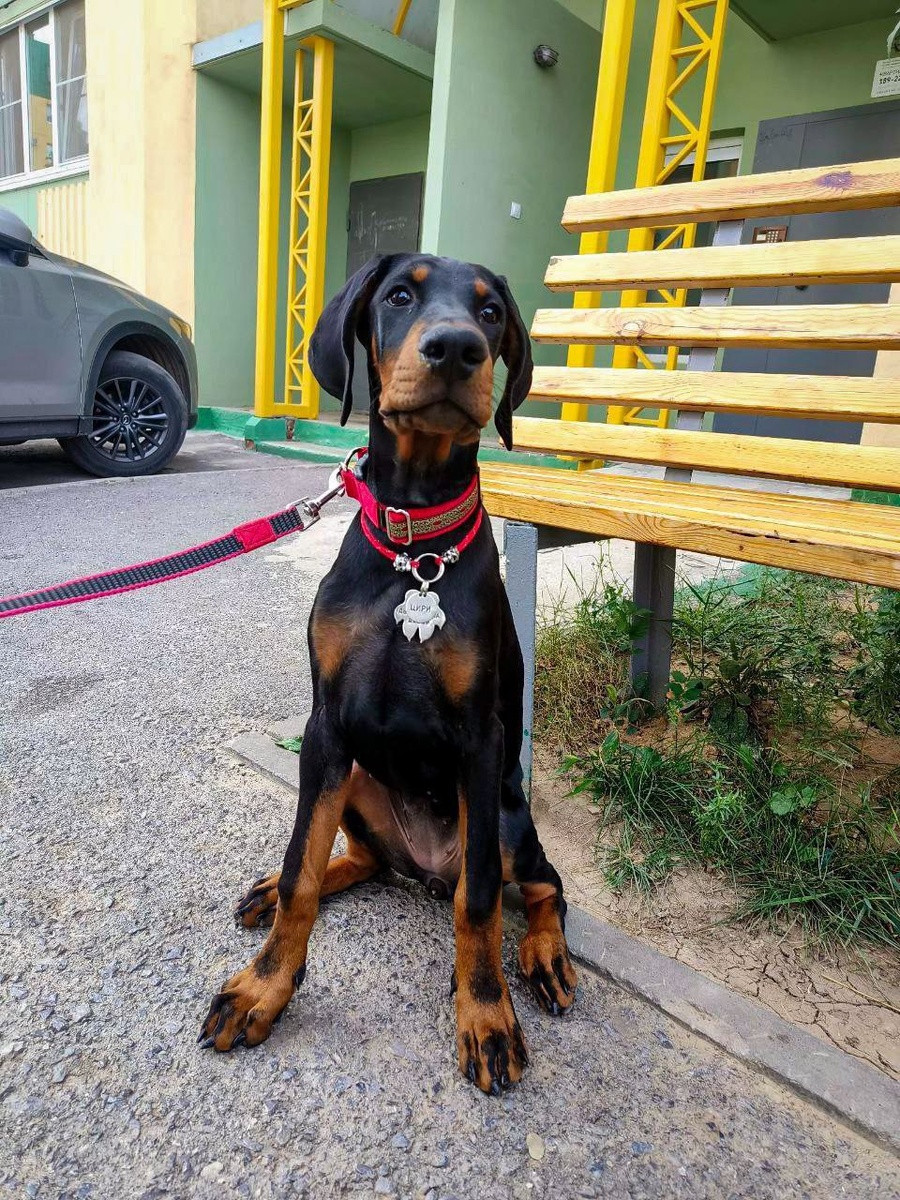 Моя Kardo Grande Elegant Eifel Cirilla 4,5 месяца