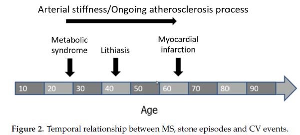 Уже в молодости , до 30 лет,  начинает развиваться метаболический синдром.     
После 40 лет – камни в почках.
После 60 – инфаркт или инсульт.
Все это сопровождается постепенным нарастанием атеросклероза и жесткости артерий