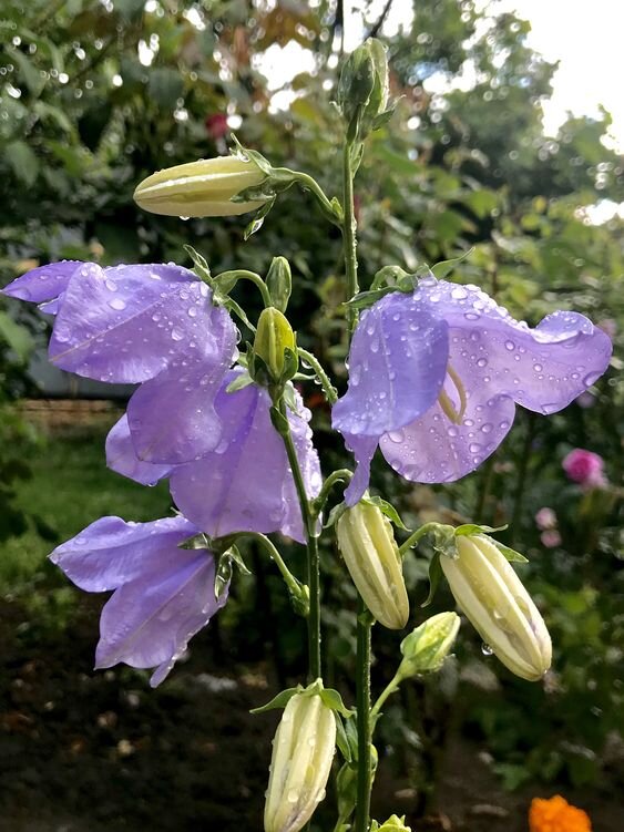 Картинка взята из Пинтереста и находится в открытом доступе.