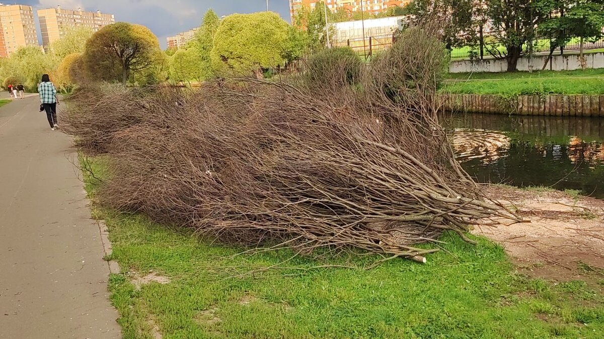 Ива после зимы. Засохшая Ива. Набережная Яузы Мытищи. Говорят Мытищи. У ивы сохнут вртаи фото.