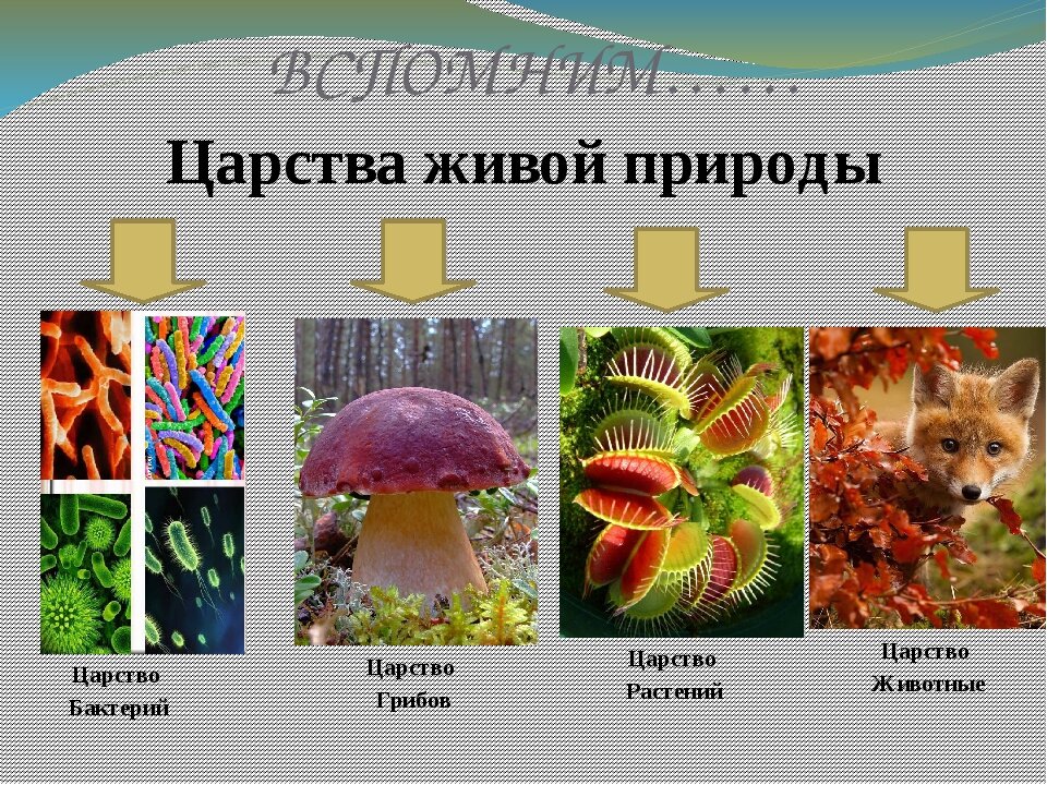 Разнообразие природных сообществ 5 класс пасечник