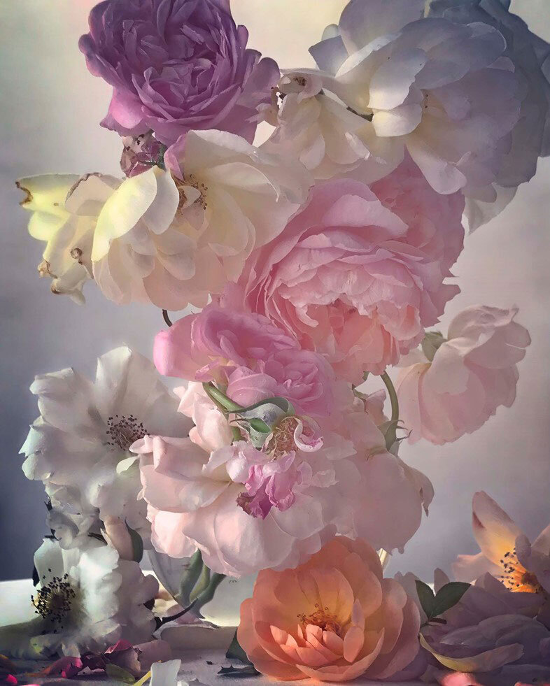 Nick Knight: Roses. Sunday 25th June, 2017, 2019. Imagery courtesy Albion Barn, © Nick Knight