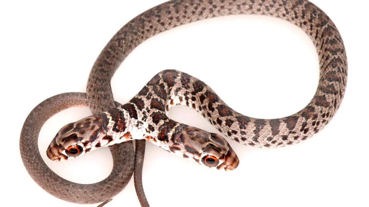    Домашня кошка преподнесла хозяйке сюрприз