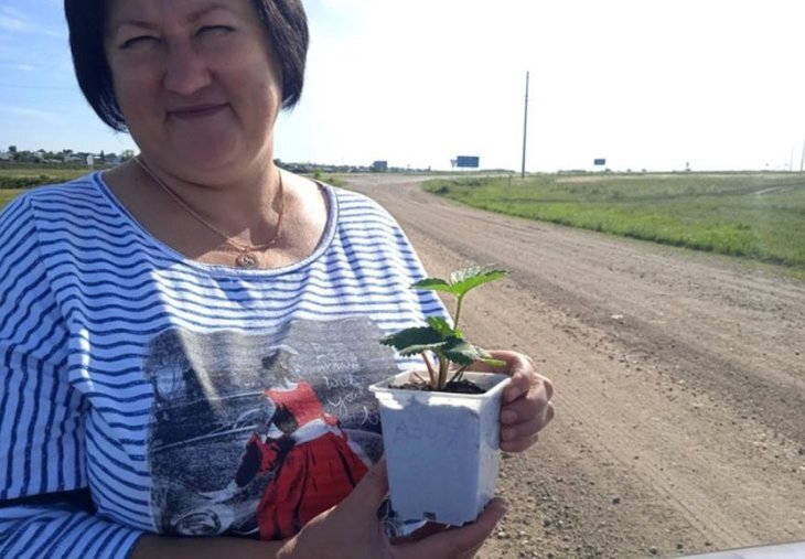    Челябинские ягодоводы смогут получать безвирусные растения клубники