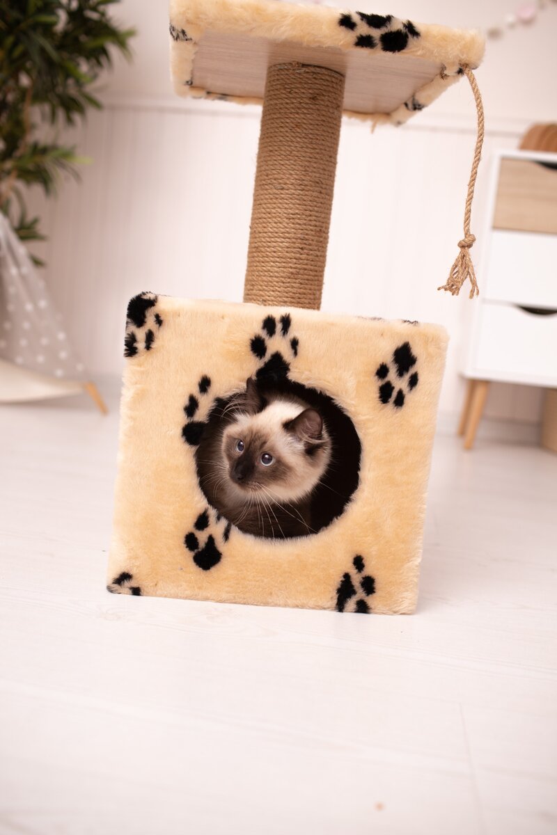    Кот чувствует себя в безопасности, когда он в домикеlegion-media