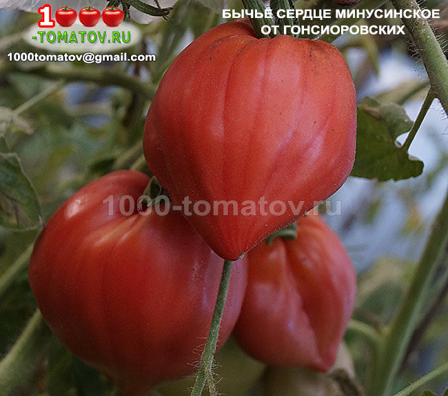 Бычье Сердце минусинское от Гонсиоровских фото 2