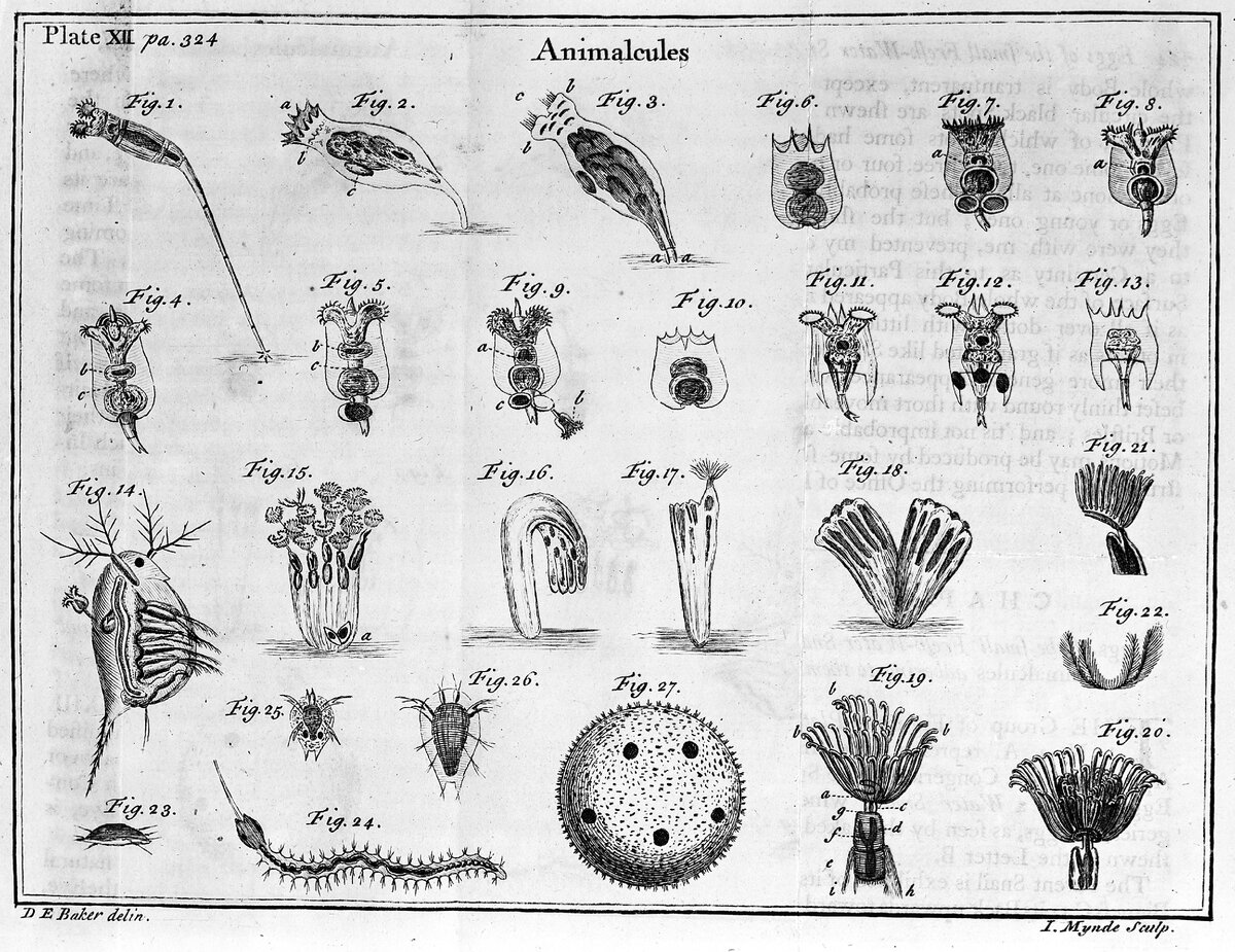 "Зверушки", увиденные Левенгуком в микроскоп
