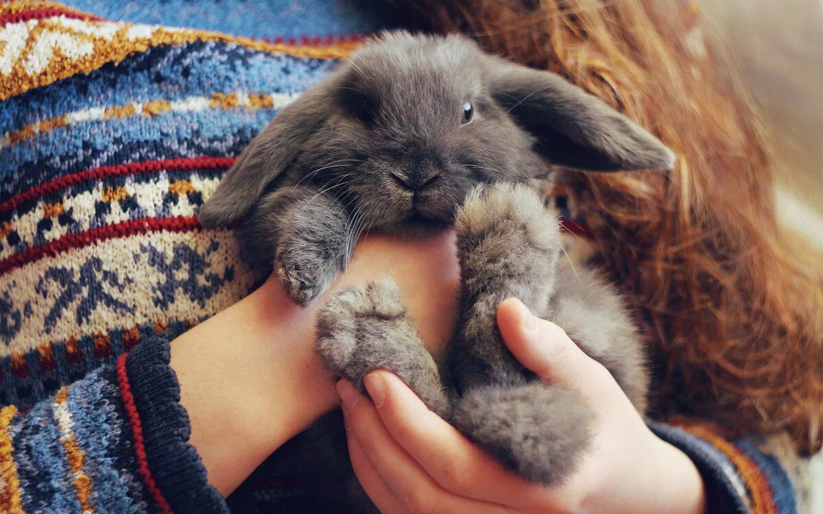 Кролик на руках. Кролики обнимаются. Крольчонок в руках. Зайка на руках.