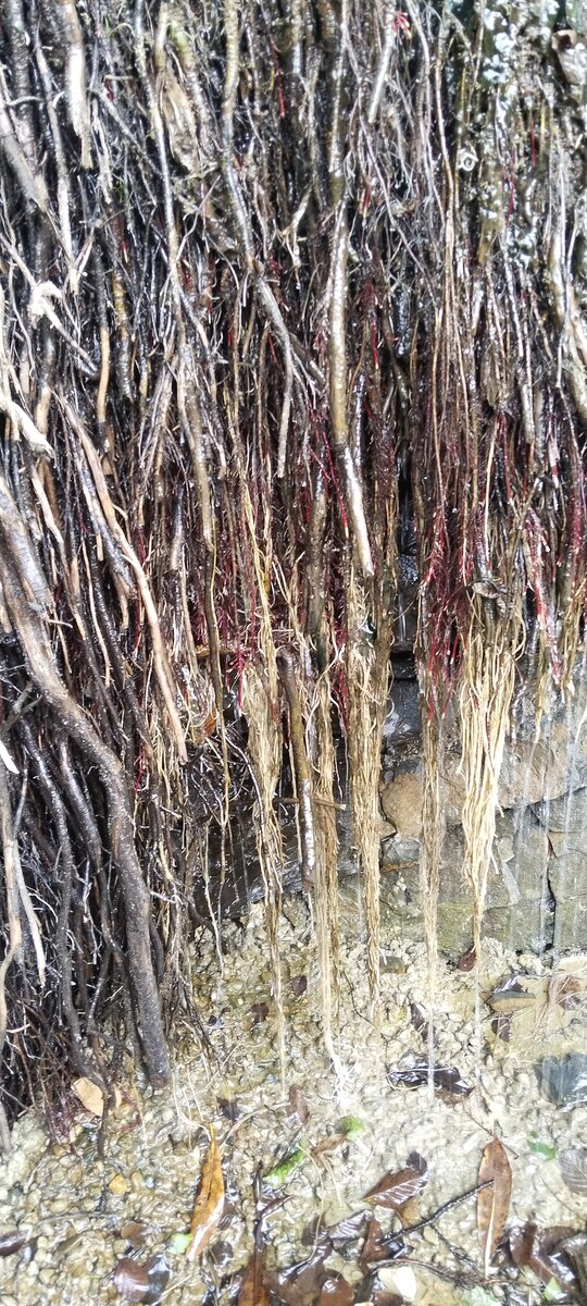 Корни деревьев,растущих на склоне горы, по которой мы шли 