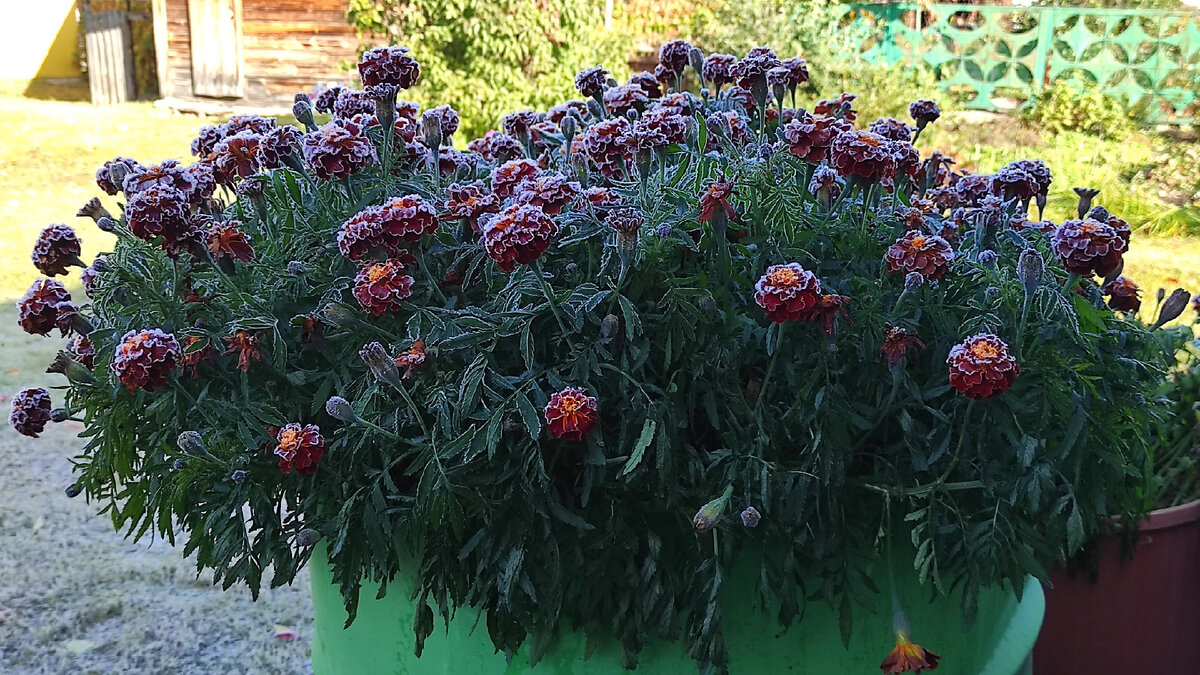 А еще вчера зеленели и цвели. Фото: Кирилл Полиенко/Polienko: путешествуем вдвоём