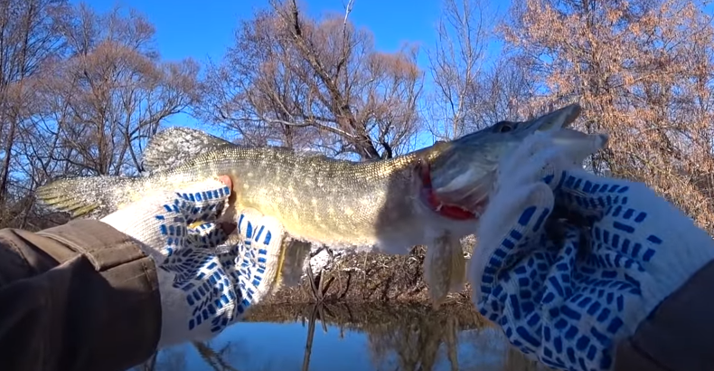 Первый улов - щучка!
