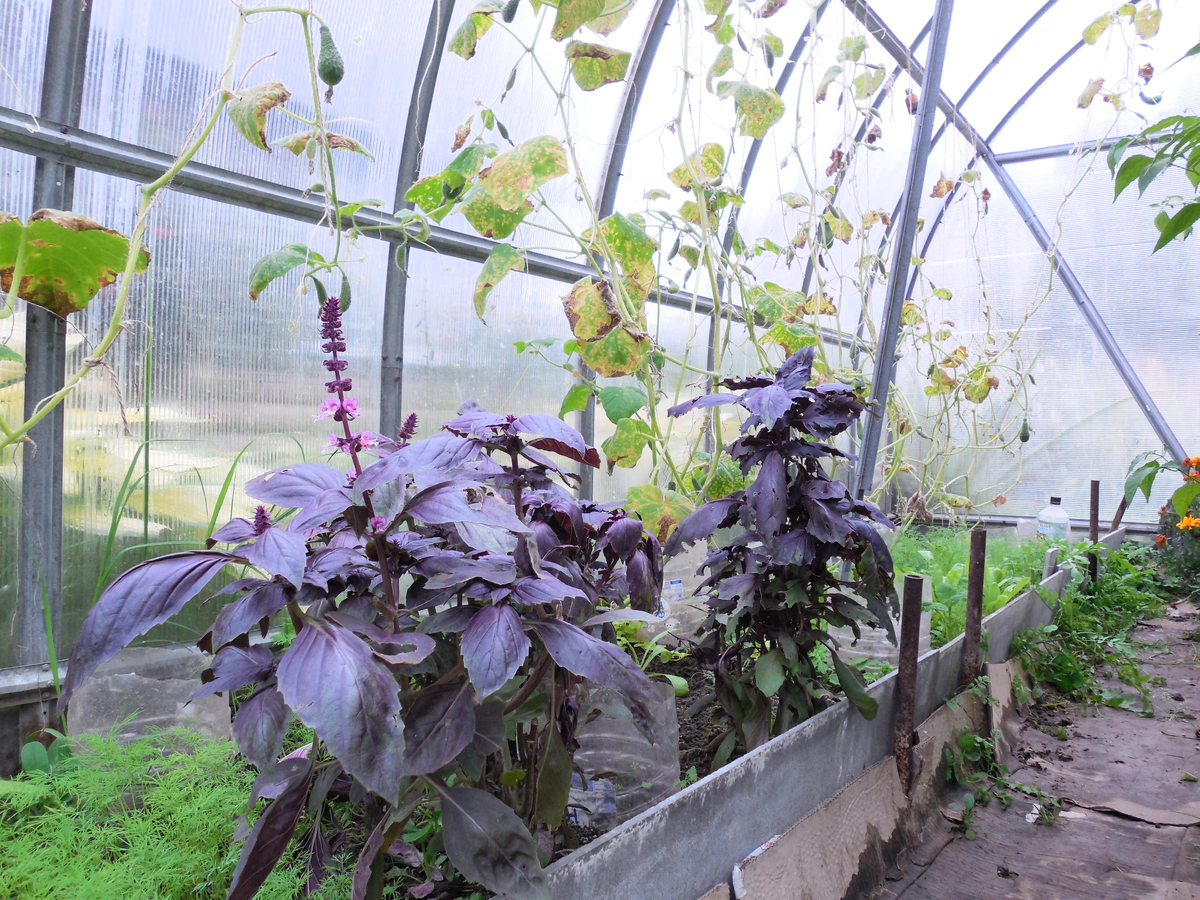 Соседская теплица примерно в конце сентября