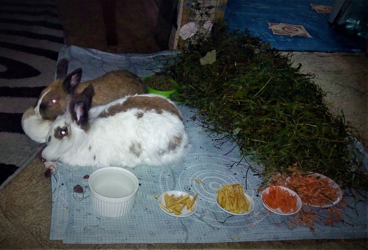 Чем можно кормить декоративного. Еда для кроликов декоративных. Что кушают декоративные кролики. Кролик домашний питание. Рацион декоративного кролика.