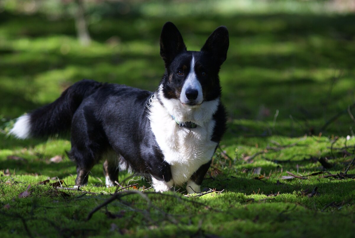 Вельш-корги-кардиган