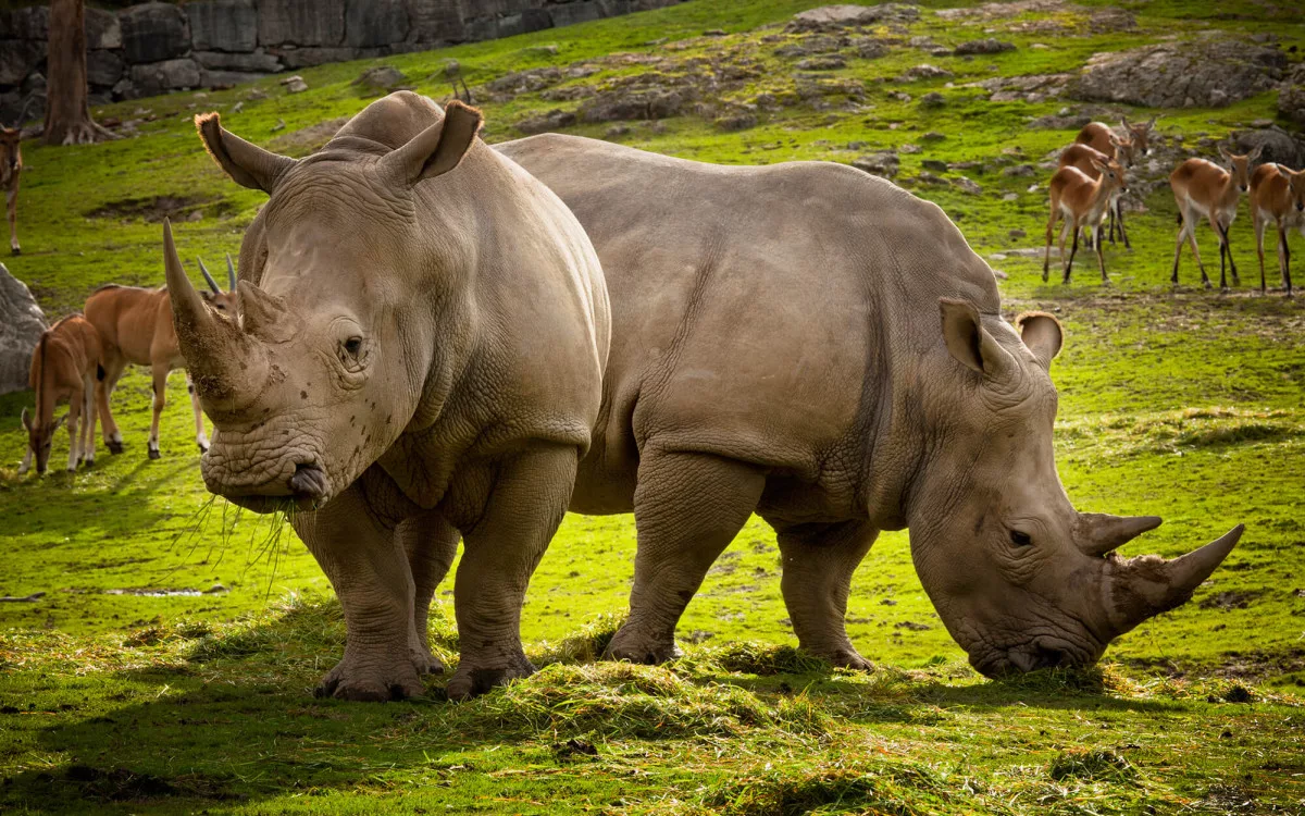 Швеция, зоопарк Кольморден