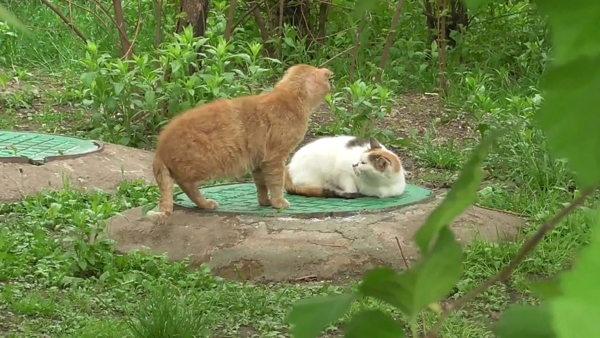 😿Почему кошки убегают из дома | Нос, хвост, лапы | Дзен