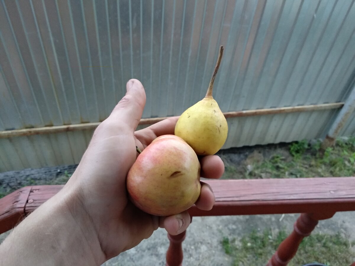 Мои фрукты) Фото специально для вас, поэтому, если статья вам понравилась, подпишитесь на канал и поставьте лайк этому материалу.