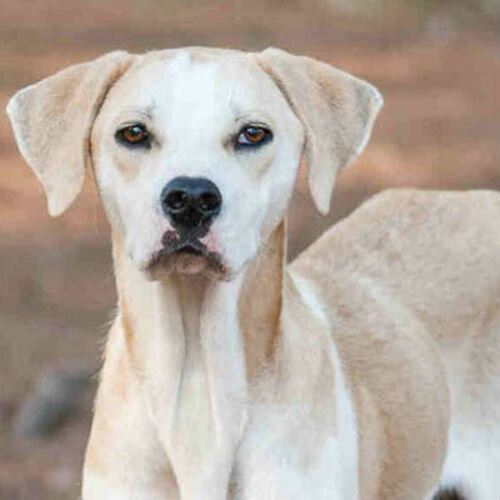 Несахарный диабет у собак: причины, симптомы и лечение
