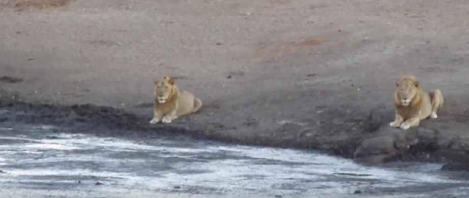 Львы ожидают развития событий и ничем не рискуют.